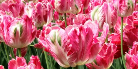 Tapasztalt tanács: hogyan lehet a tulipánokat ősszel a földön ültetni